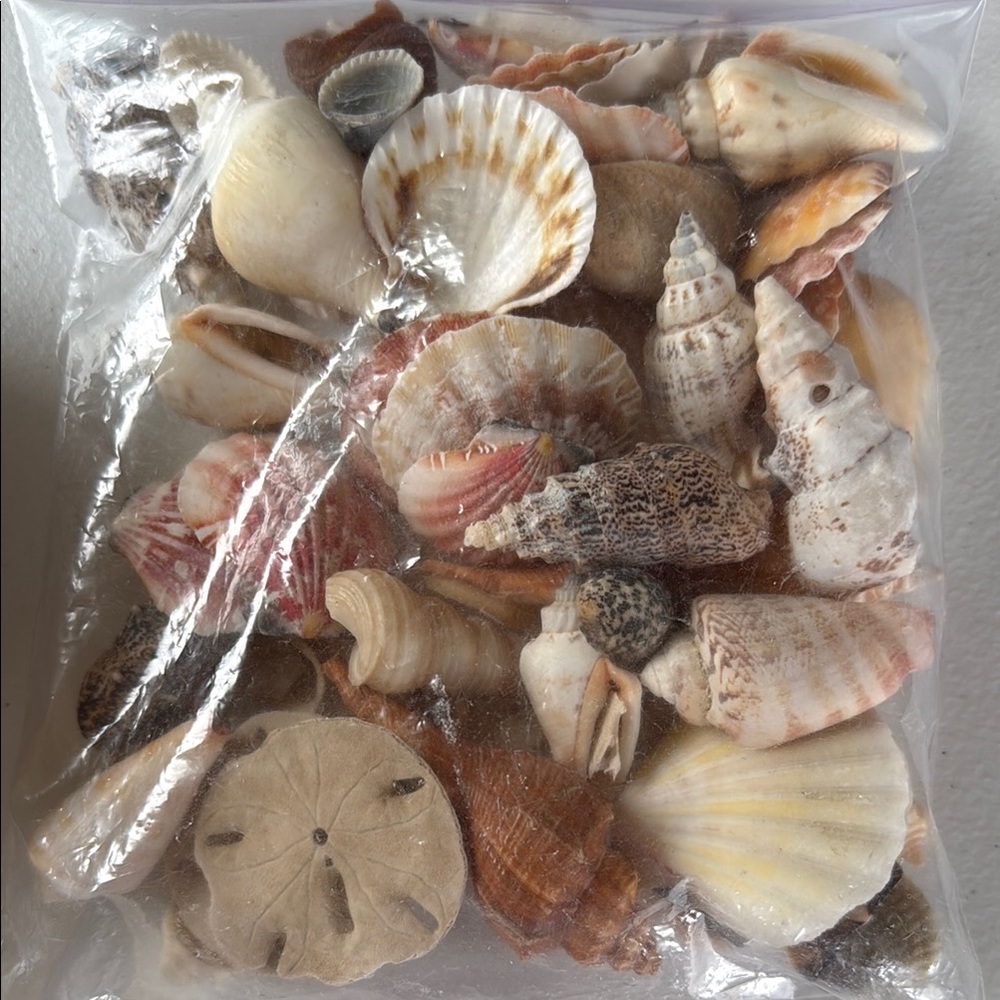 Assorted Seashell Collection - Picture 3 of 3